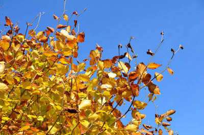 Low angle view of tree against clear sky