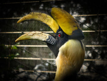 Close-up of a bird in cage