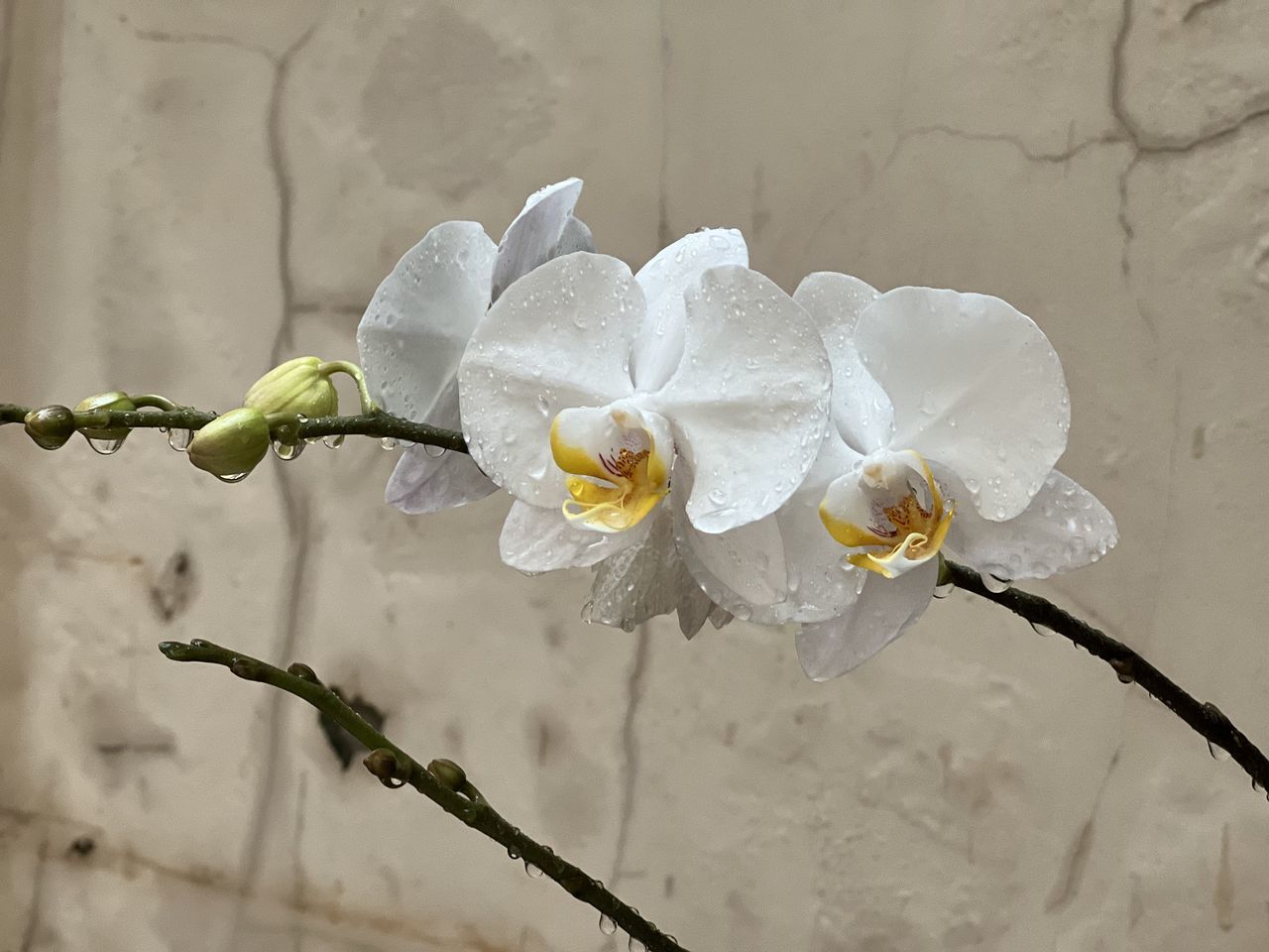 white, plant, flower, flowering plant, nature, beauty in nature, freshness, fragility, orchid, close-up, no people, macro photography, inflorescence, flower head, petal, growth, yellow, branch, blossom, outdoors, springtime, focus on foreground, plant stem, day