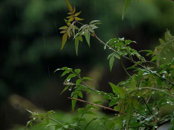 Close-up of jasmine vine on rainy day 