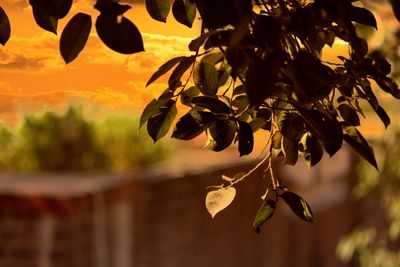 Close-up of leaves growing on branches during sunset