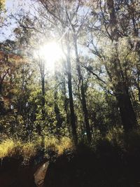 Trees in forest