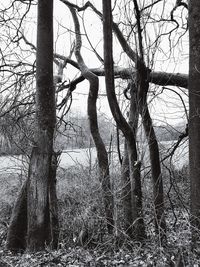 Bare trees in forest