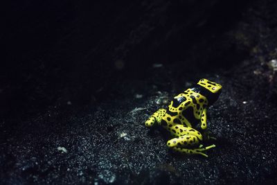 Close-up of frog on ground