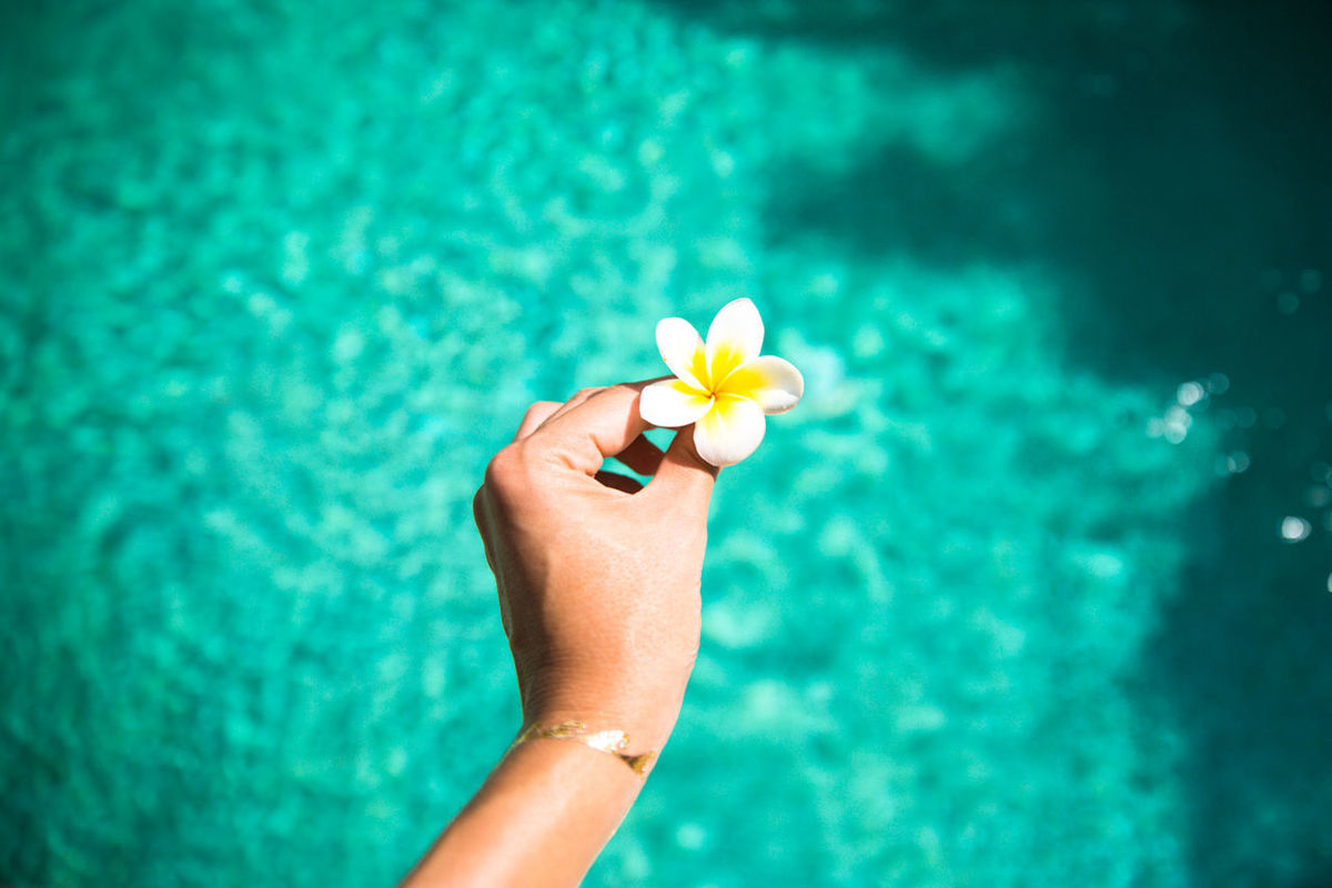 CROPPED IMAGE OF WOMAN HOLDING FLOWER