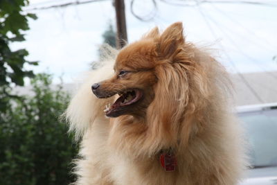 Close-up of dog looking away