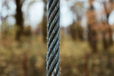 Close up of rope against trees