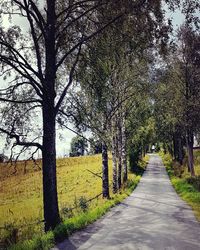 Empty road along trees and plants