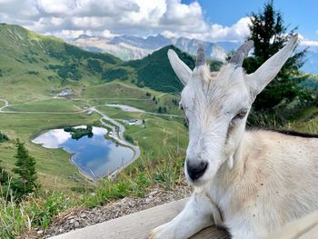 View of a horse on mountain against sky