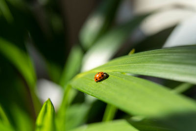 Close-up of ladybug on leaf