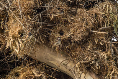 High angle view of dried plant on field