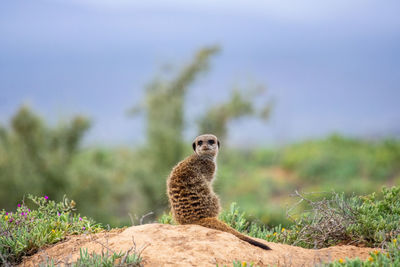 Meerkat in the morning