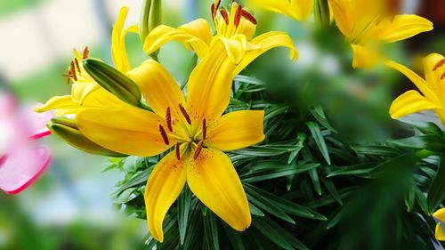 Close-up of yellow lilies blooming in park