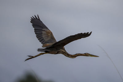 Low angle view of bird flying in sky