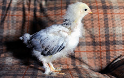 Close-up of a bird