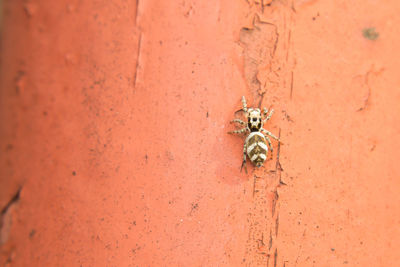 Close-up of bee on wall