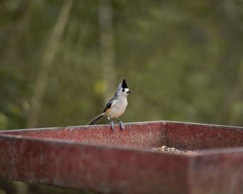 Close-up of bird perching on railing against wall