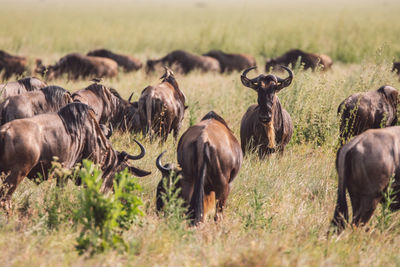 Gnu antelopes grazing on field