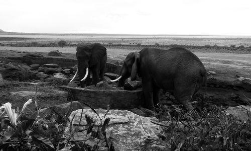 Elephant on field against sky