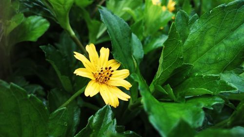 Close-up of yellow flower