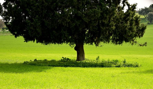 View of tree on field