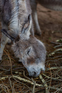 High angle view of a horse on field