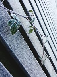 High angle view of rope tied on wood