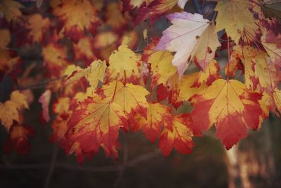 Close-up of maple leaves on tree