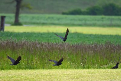 Raven flying over a field