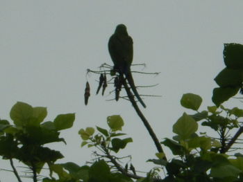 Close-up of insect on plant against sky