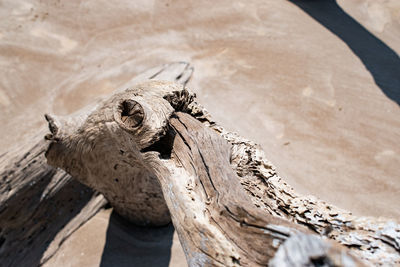 View of an animal skull on tree trunk