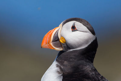 Puffin portrait, fratercula arctica, farne islands, scotland