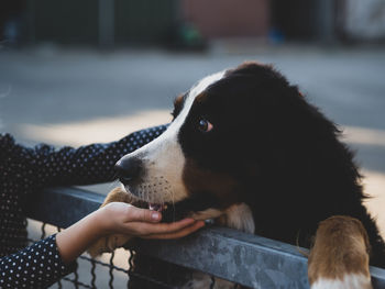 Close-up of hand holding dog looking away