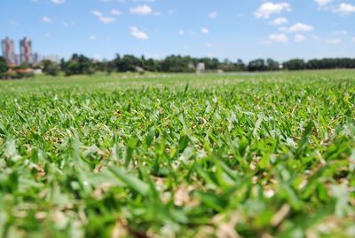 Surface level of grass on field against sky