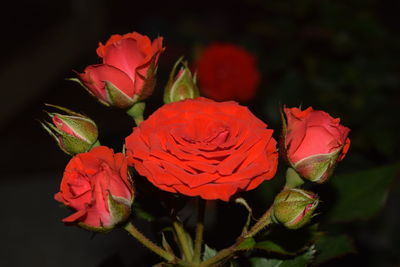 Close-up of red roses