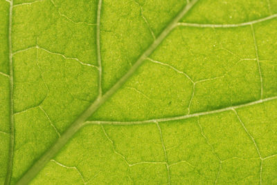 Full frame shot of green leaf