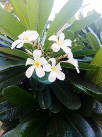 Close-up of white flowers