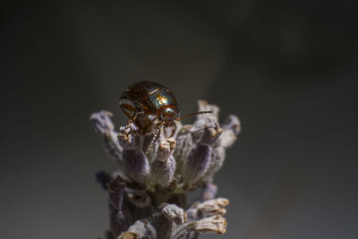 Close-up of spider