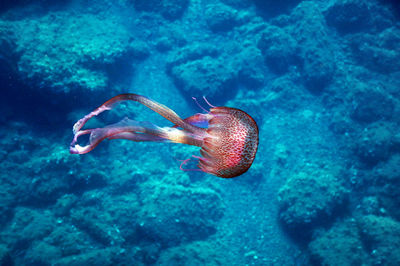 Jellyfish swimming in sea