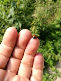 Close-up of ladybug on hand