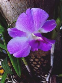 Close-up of purple flower blooming outdoors