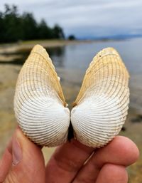 Close-up of person holding shell over water
