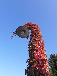 Low angle view of flowering plant against clear blue sky