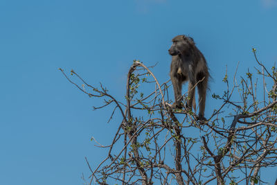 Low angle view of chacma baboon on tree