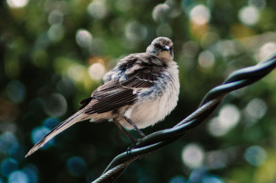 Close-up of bird perching on wire.