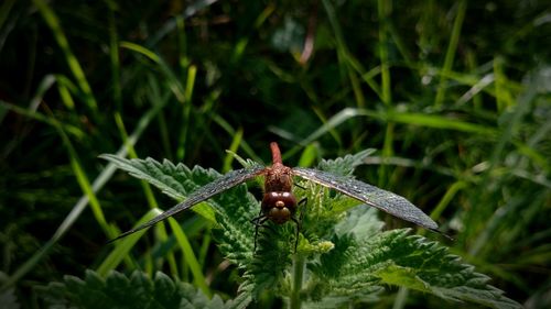 Close-up of insect on plant