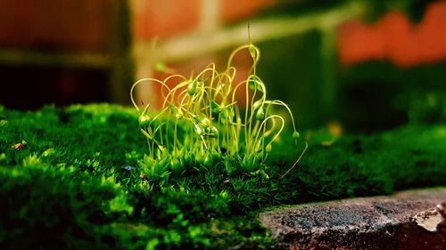 Close-up of fresh green grass