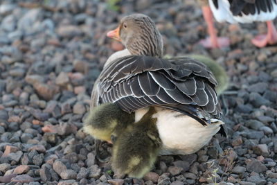 Mother goose and her gosling