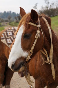 Close-up of horse on field