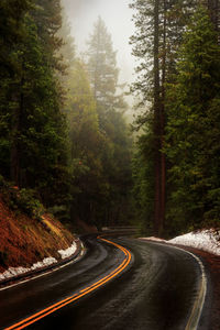 Road amidst trees in forest